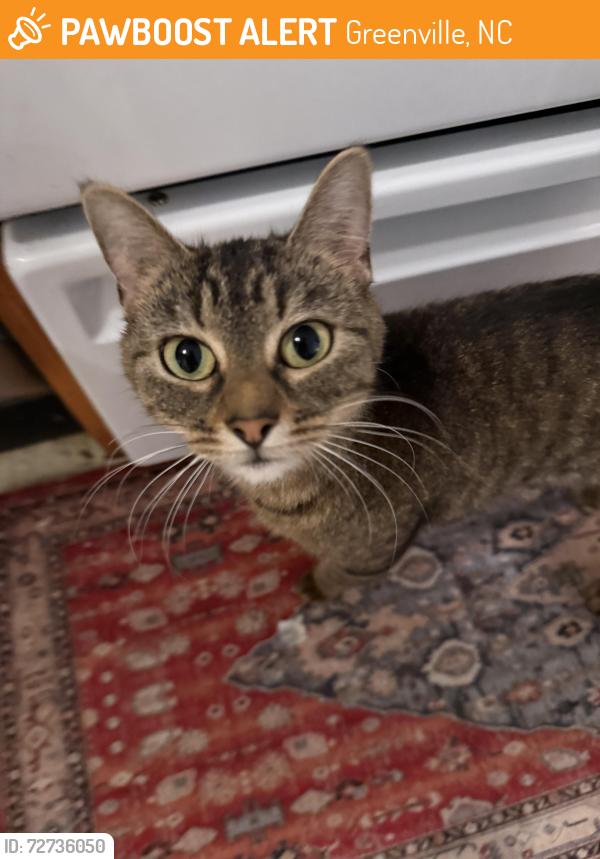 Found/Stray Female Cat last seen East 10th Street by Forest Hill Cir, Greenville, NC 27858