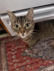 Found/Stray Female Cat last seen East 10th Street by Forest Hill Cir, Greenville, NC 27858