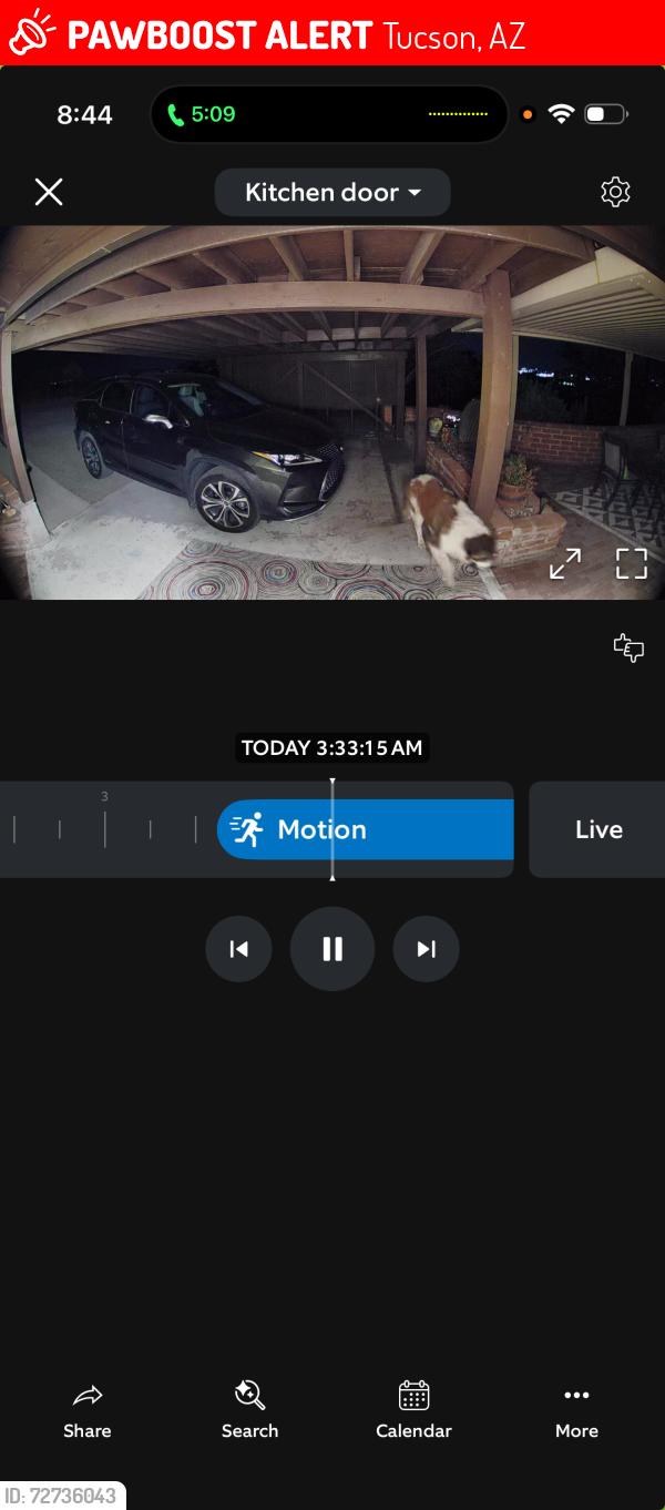 Lost Male Dog last seen Pontatoc and River , Tucson, AZ 85718