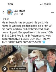 Lost Male Dog last seen 22nd Ave S and 16th st S, St. Petersburg, FL 33712