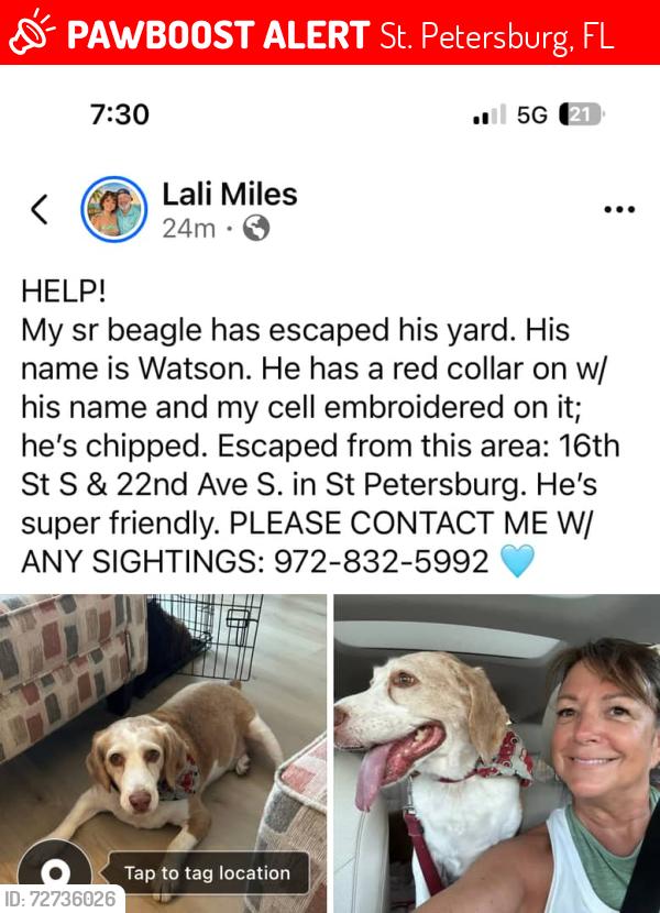 Lost Male Dog last seen 22nd Ave S and 16th st S, St. Petersburg, FL 33712