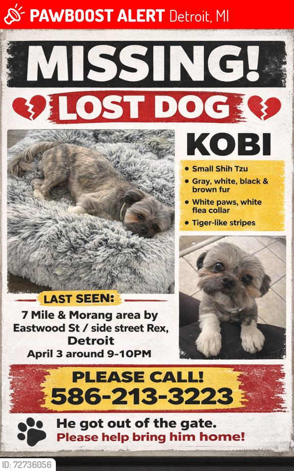 Lost Male Dog last seen 7MILE /MORANG, Detroit, MI 48205
