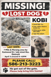 Lost Male Dog last seen 7MILE /MORANG, Detroit, MI 48205