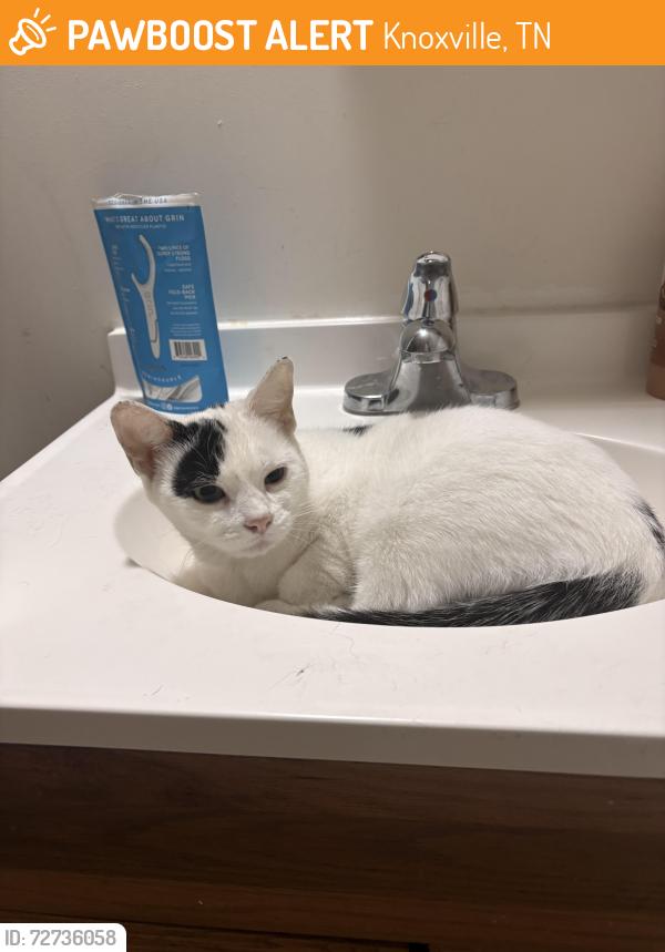 Found/Stray Female Cat last seen Martin Luther king street , Knoxville, TN 37915