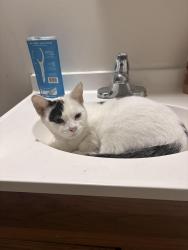 Found/Stray Female Cat last seen Martin Luther king street , Knoxville, TN 37915