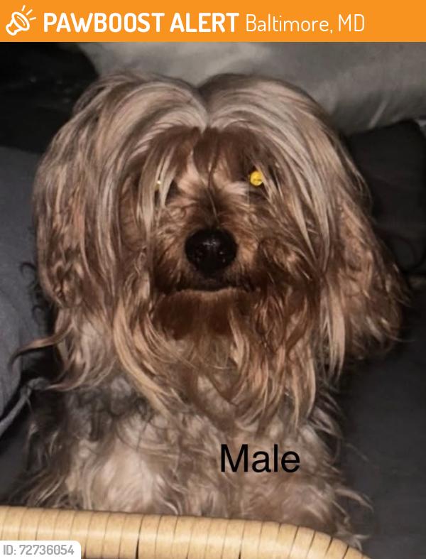 Found/Stray Male Dog last seen Wyman Park , Baltimore, MD 21211