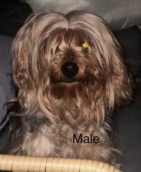 Found/Stray Male Dog last seen Wyman Park , Baltimore, MD 21211
