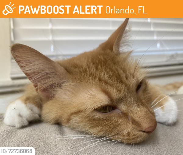 Found/Stray Unknown Cat last seen Hyer St / E Pine St (in Thornton Park), Orlando, FL 32801