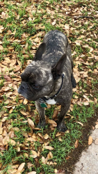 Found/Stray Male Dog last seen Tres Rios area, San Angelo, TX 76903