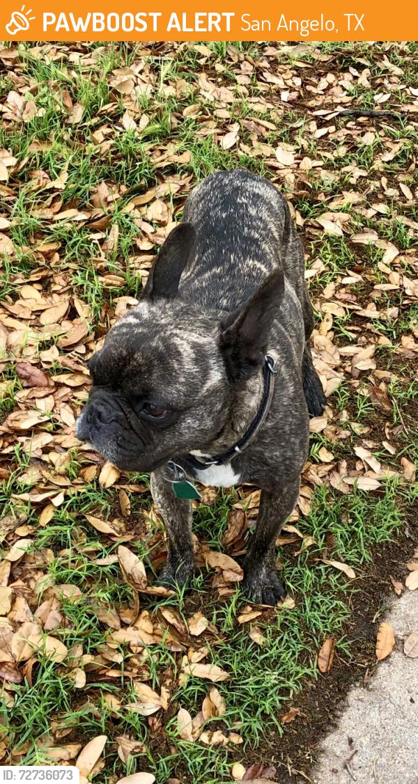 Found/Stray Male Dog last seen Tres Rios area, San Angelo, TX 76903