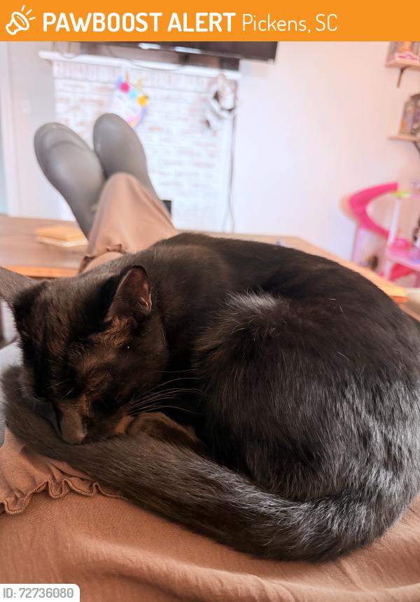 Found/Stray Male Cat last seen Near Spinx in Pickens, Pickens, SC 29671