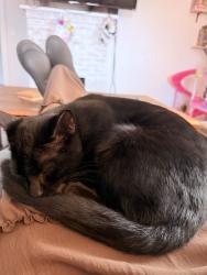 Found/Stray Male Cat last seen Near Spinx in Pickens, Pickens, SC 29671