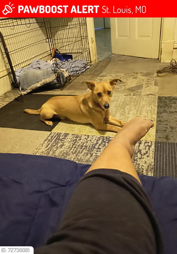 Lost Male Dog last seen St Louis ave, St. Louis, MO 63120