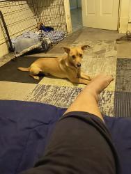 Lost Male Dog last seen St Louis ave, St. Louis, MO 63120