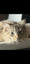Lost Female Cat last seen Corner of Dorothy street and Industrial, Chula Vista, CA 91911