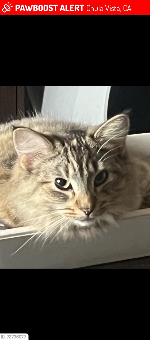 Lost Female Cat last seen Corner of Dorothy street and Industrial, Chula Vista, CA 91911