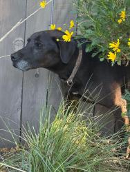 Found/Stray Male Dog last seen Diamond Valley Road and Douglas, West Sacramento, CA 95605