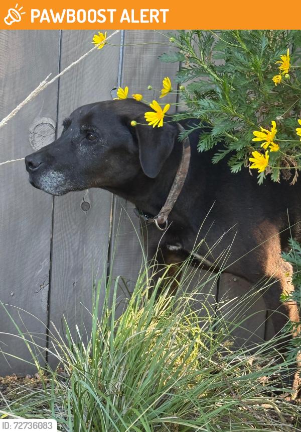 Found/Stray Male Dog last seen Diamond Valley Road and Douglas, West Sacramento, CA 95605