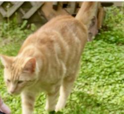 Lost Male Cat last seen Clover Ridge Hill, Maryville, TN 37801
