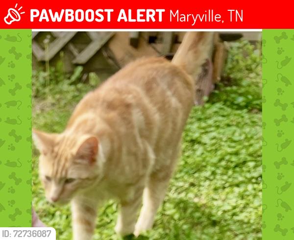 Lost Male Cat last seen Clover Ridge Hill, Maryville, TN 37801
