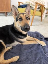 Found/Stray Female Dog last seen In McAllister Park on Buckhorn Rd near Anderson Fields, San Antonio, TX 78247