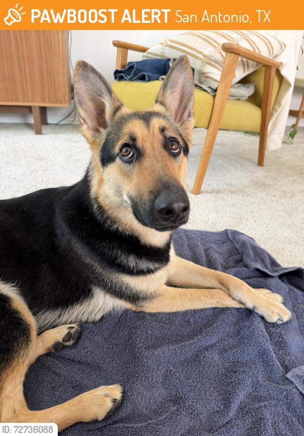Found/Stray Female Dog last seen In McAllister Park on Buckhorn Rd near Anderson Fields, San Antonio, TX 78247