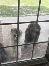 Found/Stray Unknown Dog last seen Brook Hollow , Greenville, NC 27834