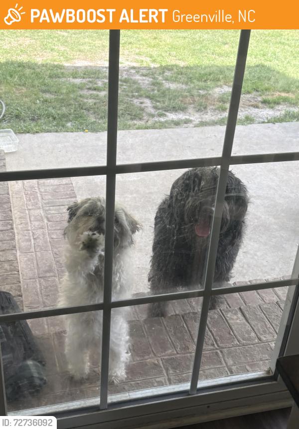 Found/Stray Unknown Dog last seen Brook Hollow , Greenville, NC 27834