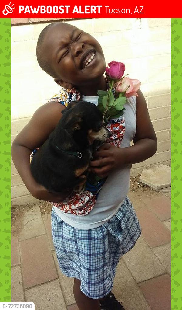 Lost Female Dog last seen Sahara , Tucson, AZ 85711