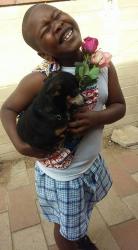 Lost Female Dog last seen Sahara , Tucson, AZ 85711