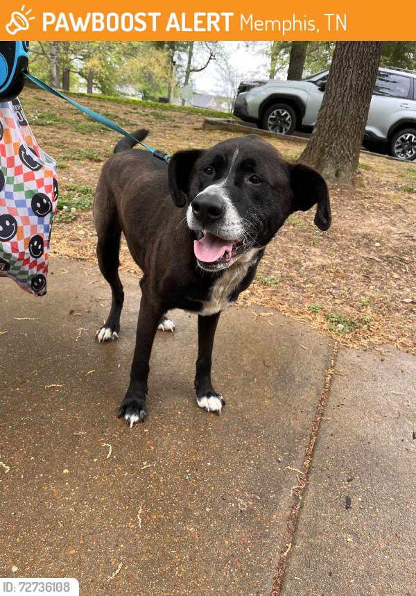 Found/Stray Male Dog last seen East Parkway, Memphis, TN 38104