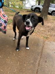 Found/Stray Male Dog last seen East Parkway, Memphis, TN 38104
