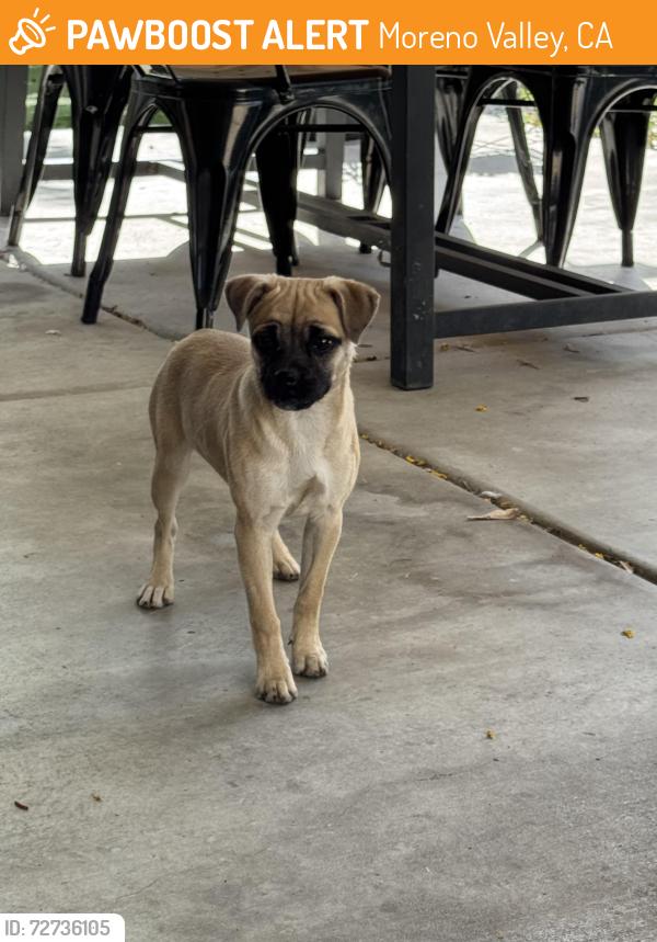 Found/Stray Female Dog last seen Eucalyptus and Nason, Moreno Valley, CA 92555