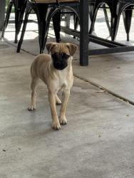 Found/Stray Female Dog last seen Eucalyptus and Nason, Moreno Valley, CA 92555