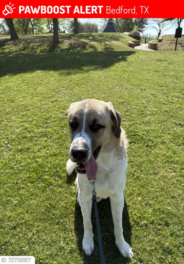 Lost Male Dog last seen Harwood, Brown Trail, Bedford, TX 76021
