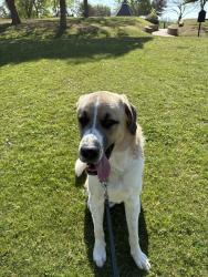 Lost Male Dog last seen Harwood, Brown Trail, Bedford, TX 76021