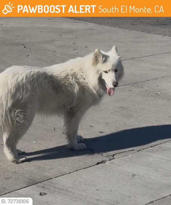 Found/Stray Unknown Dog last seen Doreen and rush st , South El Monte, CA 91733