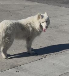 Found/Stray Unknown Dog last seen Doreen and rush st , South El Monte, CA 91733