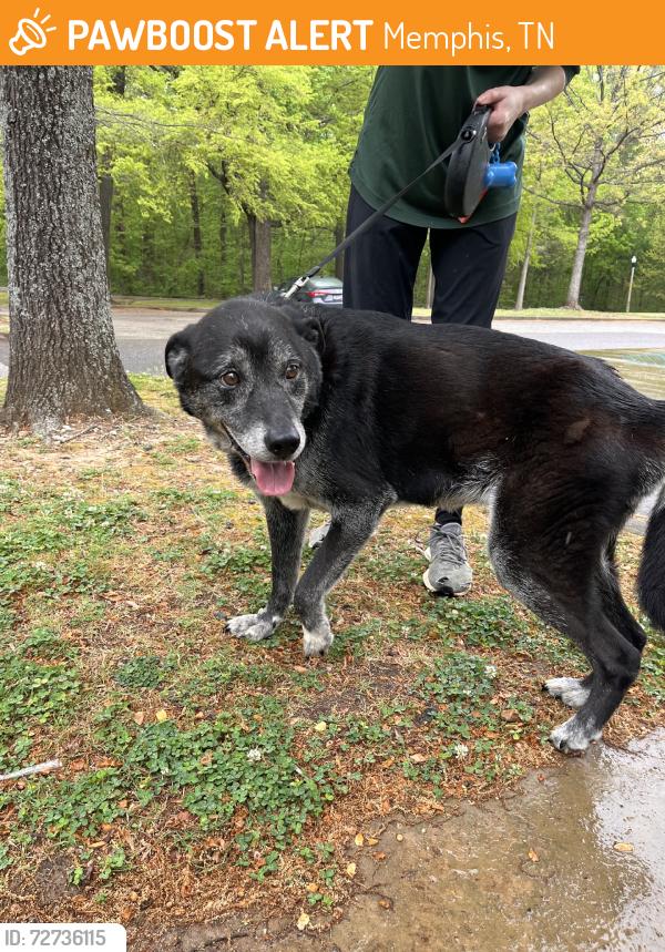 Found/Stray Female Dog last seen East Parkway, Memphis, TN 38104