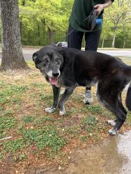 Found/Stray Female Dog last seen East Parkway, Memphis, TN 38104