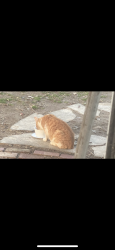 Found/Stray Unknown Cat last seen Stanley ave., Landisville, PA 17538
