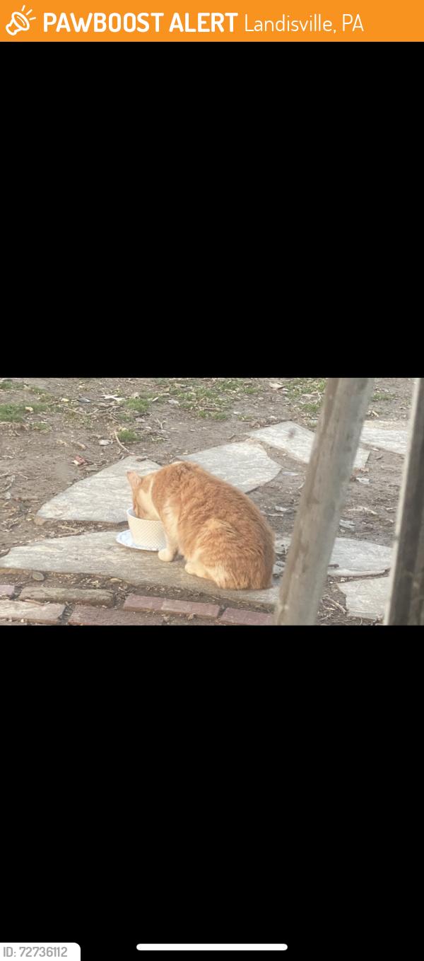 Found/Stray Unknown Cat last seen Stanley ave., Landisville, PA 17538