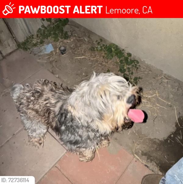 Lost Male Dog last seen PJ Engvall Lemoore , Lemoore, CA 93245
