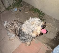 Lost Male Dog last seen PJ Engvall Lemoore , Lemoore, CA 93245