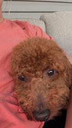 Lost Male Dog last seen CR 246 S and CR 242, Arp, TX 75750