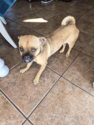 Found/Stray Male Dog last seen Carey and Losee, North Las Vegas, NV 89030