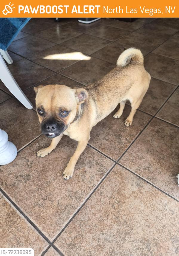 Found/Stray Male Dog last seen Carey and Losee, North Las Vegas, NV 89030