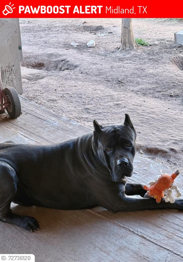 Lost Male Dog last seen Glenwood and thomason dr , Midland, TX 79703
