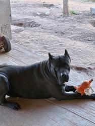 Lost Male Dog last seen Glenwood and thomason dr , Midland, TX 79703