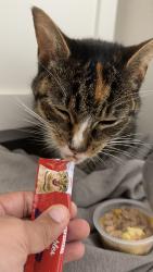 Found/Stray Female Cat last seen Between building 4675 and 4655 Windsor Addison Park apmts , Charlotte, NC 28269